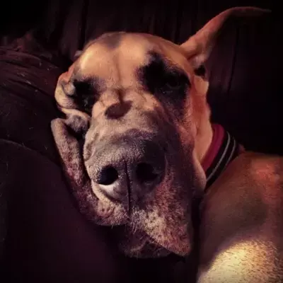 A Great Dane sleeping