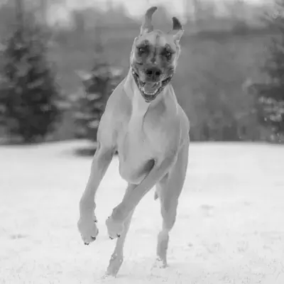 A Great Dane running in the snow