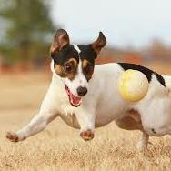 A dog playing