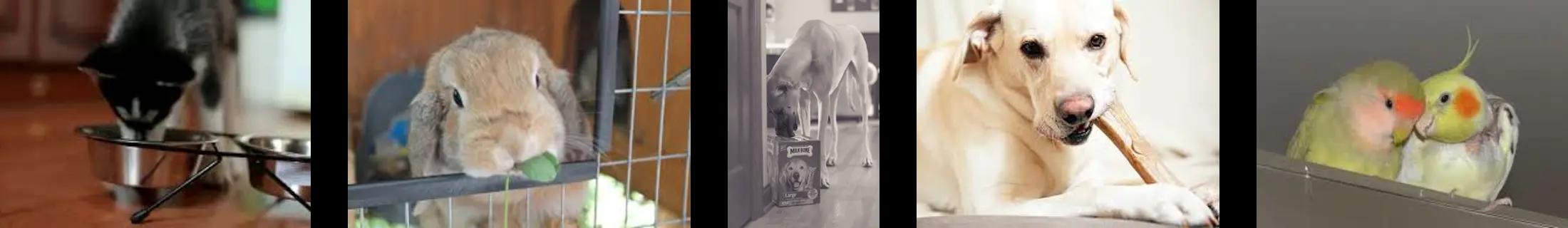 Pets in their day to day routines